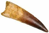 Fossil Spinosaurus Tooth - Real Dinosaur Tooth #380987-1